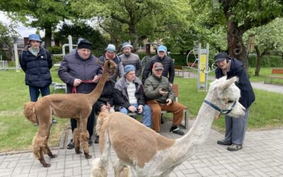 Alpakoterapia Grupowa i Indywidualna