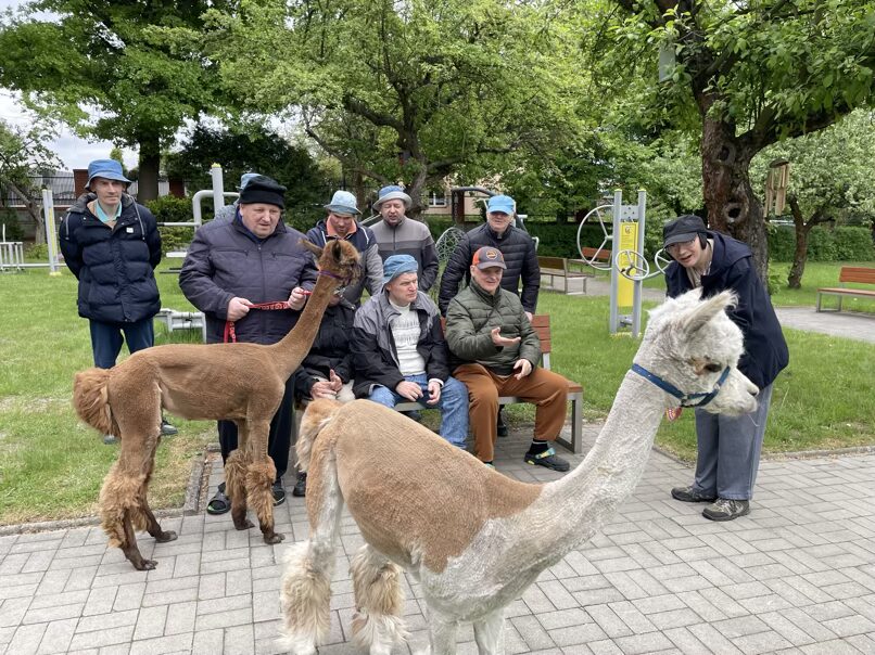 Alpakoterapia Grupowa i Indywidualna